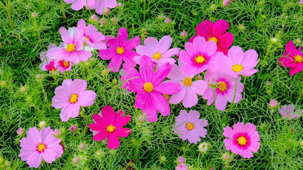 How to Grow Cosmo Flowers