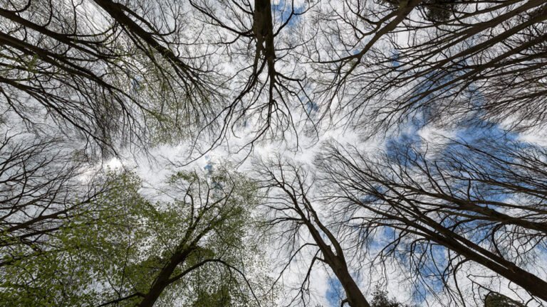 Fragmented Forests Sequester Less Carbon