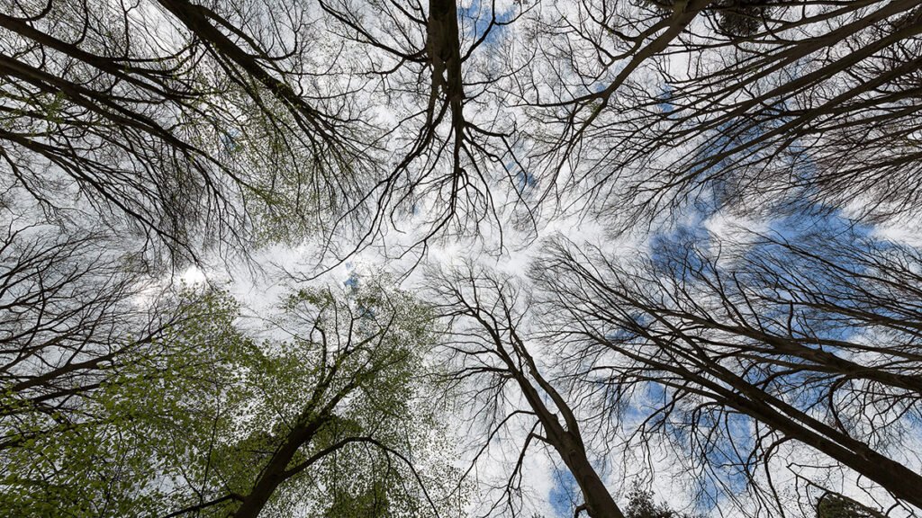 Fragmented Forests Sequester Less Carbon