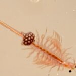 What Are Sea Monkeys? Say Hello To The World’s Second Easiest Pet