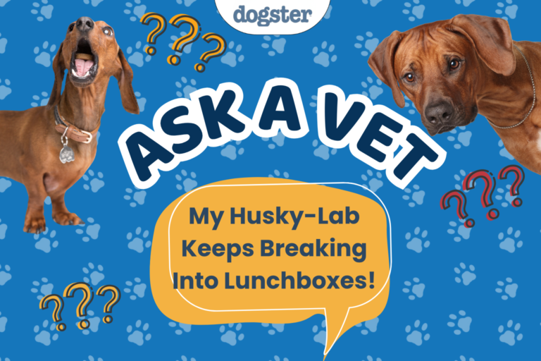 Ask Dr. Paola - My Husky-Lab Keeps Breaking Into Lunchboxes! (July 27, 2026)