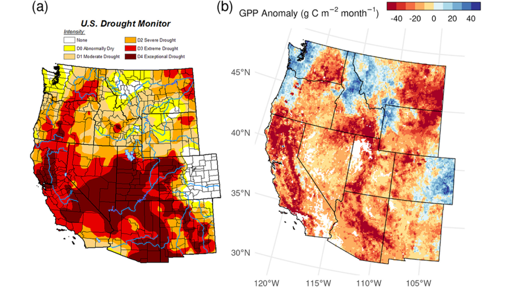A Satellite-Based Global Carbon Flux Product is Sensitive to Droughts 