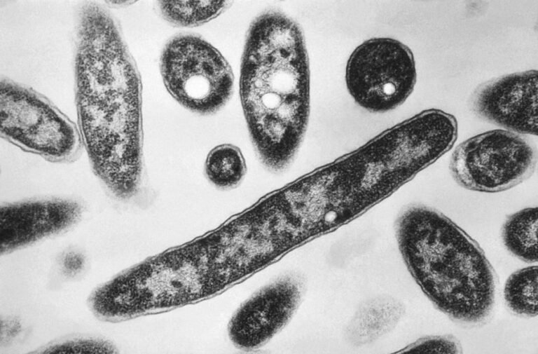 Legionnaires' cluster grows in New York City: Health Department