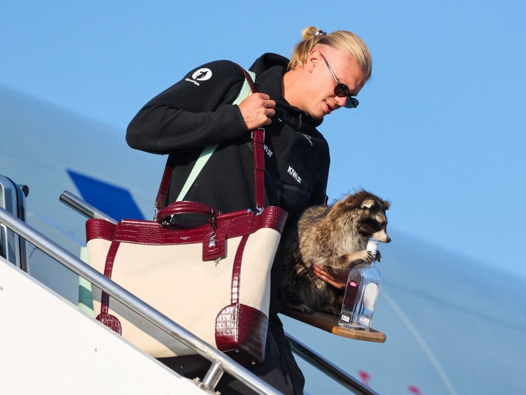 Norway's Erling Haaland brought a $750 taxidermy raccoon home from the World Cup