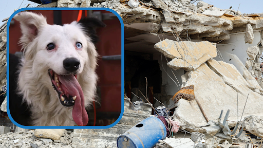 From Rescue to Rescuer: How an Abandoned Border Collie Became Venezuela's Earthquake Hero