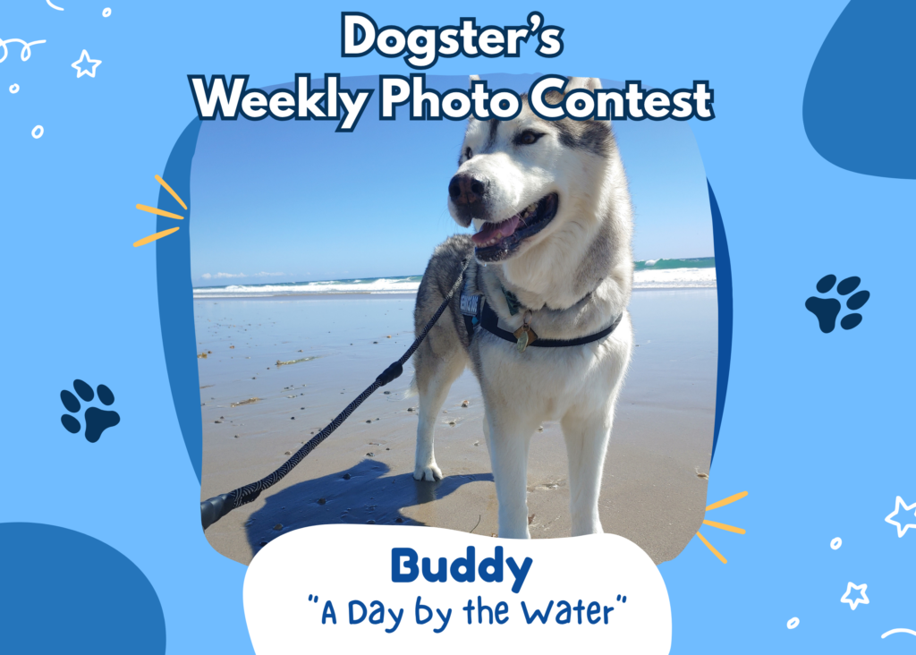 Dogster’s Weekly Photo Contest Winners: A Day by the Water (July 20, 2026)