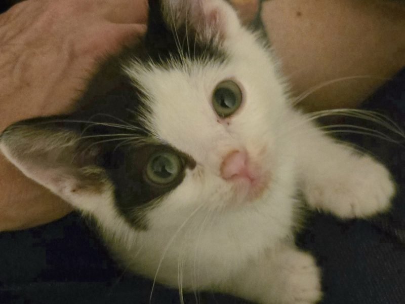 A Different Kind of Wobbly Kitten – Meet Little Lala