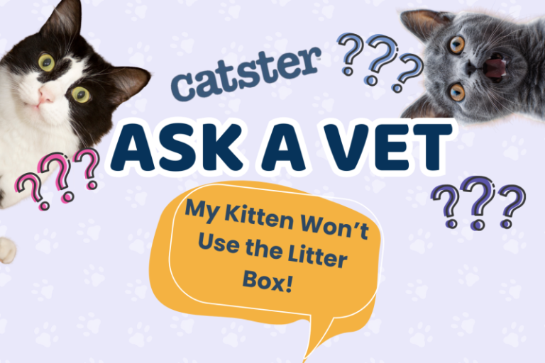 Ask Dr. Paola – Help! My Kitten Won’t Use the Litter Box! (July 27, 2026)