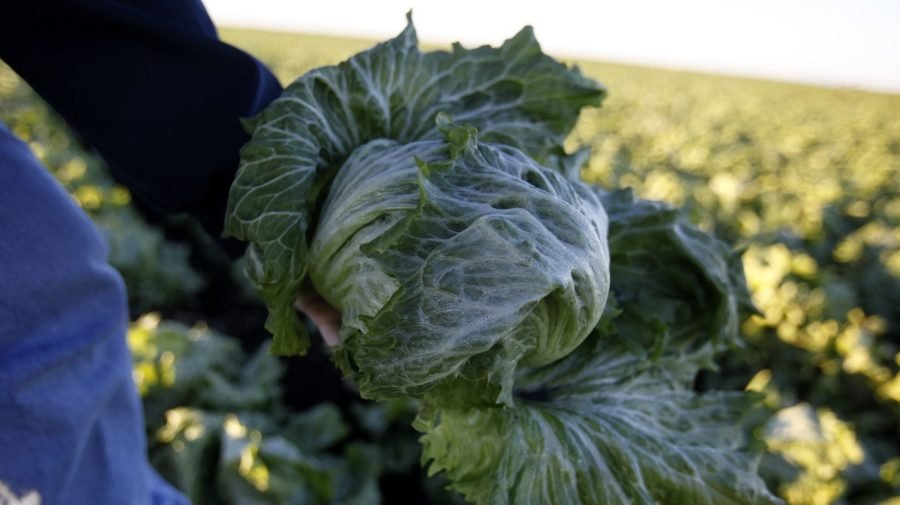 Cyclospora outbreak linked to lettuce expands to 9 states