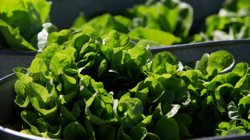 From price spikes to a cyclospora outbreak: Lettuce is hitting some restaurants hard