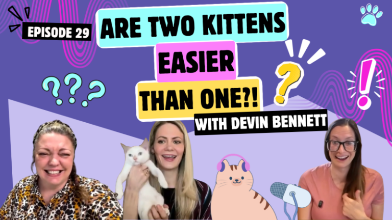 Chatting with Devin About Here! Have a Kitten, Fostering, & Why Two Are Better Than One | Chatty Cattys, Episode 29