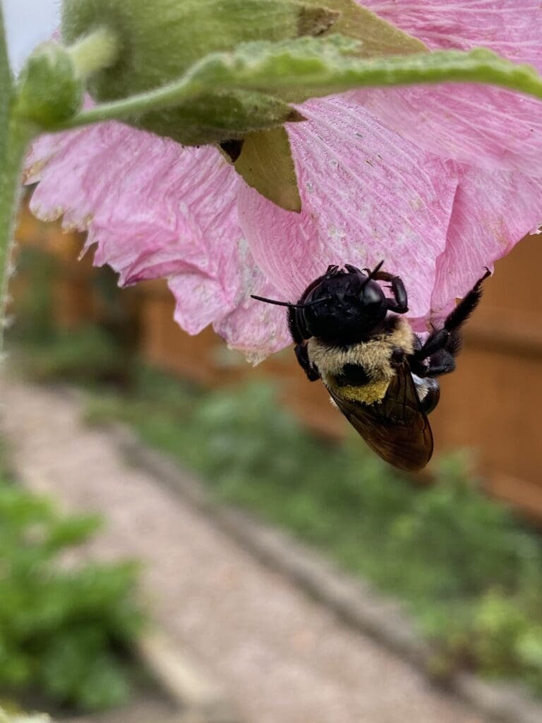Garden Bloggers’ Bloom Day – July 2026