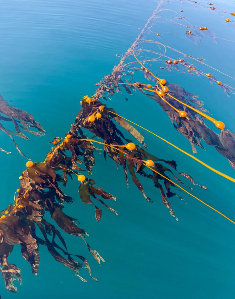 How this British Columbia project is restoring Canada's disappearing kelp forests