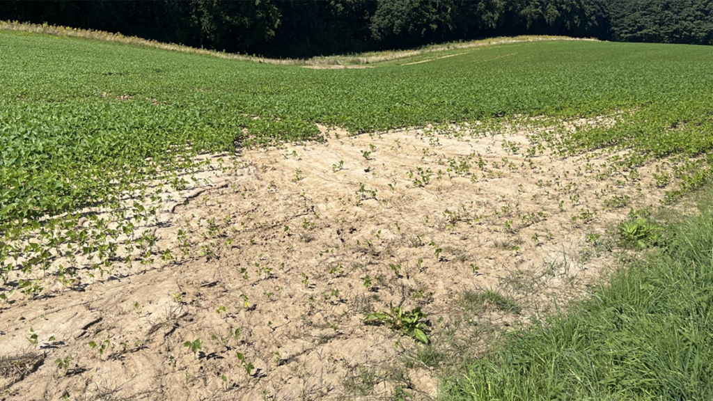 Why Healthy Soils Matter More Than Ever