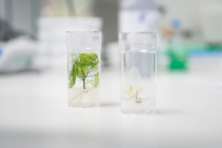 Phytoform partners with major seed breeders to bring AI-powered plant design to corn crops
