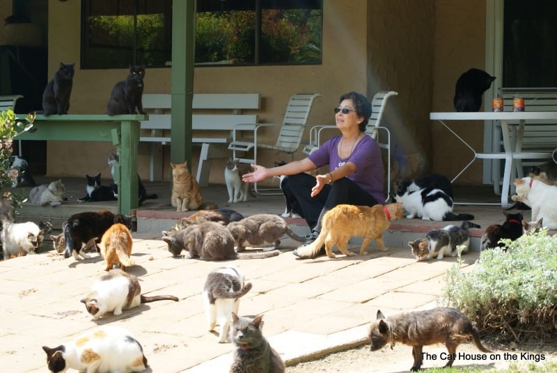 How One Woman’s Retirement Home Became a Haven for Hundreds of Cats: The Cat House on the Kings | Heroes of the Pet World
