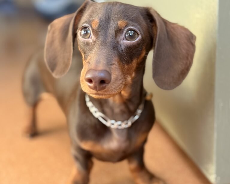Meko: The Dog Who Helped Me Find My Way Back