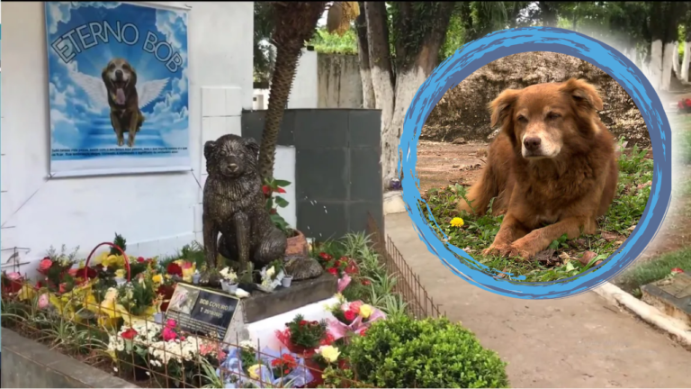 Till Death and Beyond: How One Dog's Loyalty Inspired a Law for Eternal Companionship