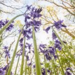 Theo Bosboom Takes a Bug’s-Eye View in His Perspective-Shifting ‘Flowerscapes’
