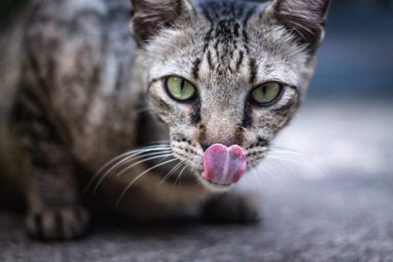 Your Cat Isn’t Picky – Their Nose Is Just Bored
