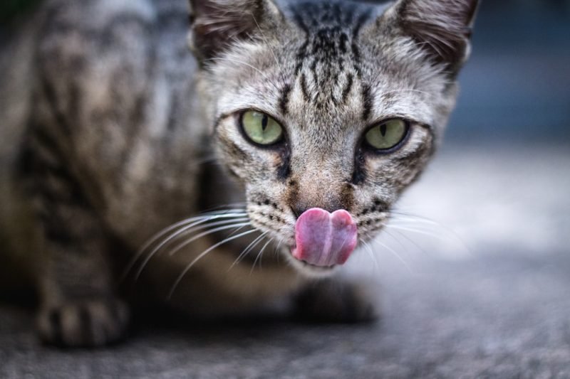 Your Cat Isn’t Picky – Their Nose Is Just Bored