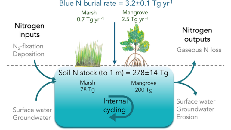 The Role of Tidal Wetlands in the Global Nitrogen Cycle Under Global Change