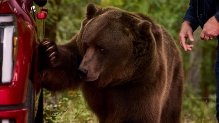 How Ford Used A Trained 800-Pound Bear To Test The F-150