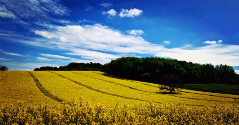 Guest article: The wizard, the prophet, and the case for regenerative agriculture