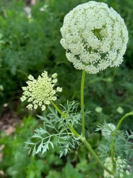 A Top to Bottom Journey with Carrots