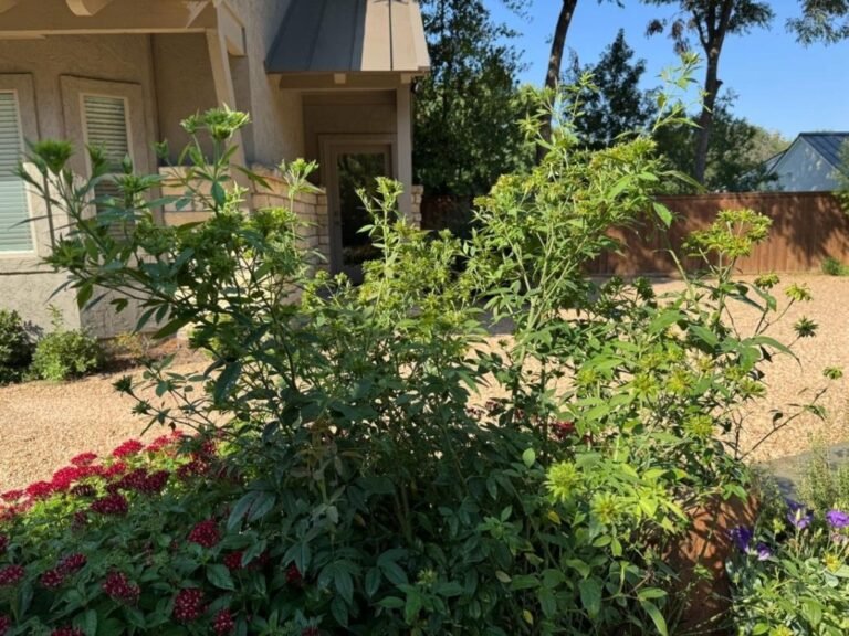 Revisiting Veggie Green Rose