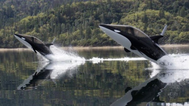 Dive, Breach And Do Barrel Rolls Like A Majestic Ocean Beast In This Ridiculous 'Boat'