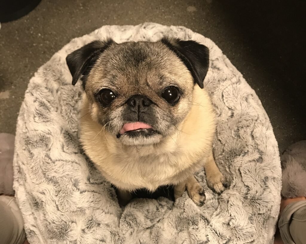 Celebrating Momo: The Heart Behind Play Pet Brands
