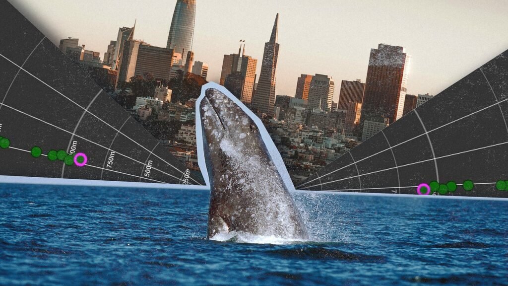 How AI can help make busy shipping routes safer for whales