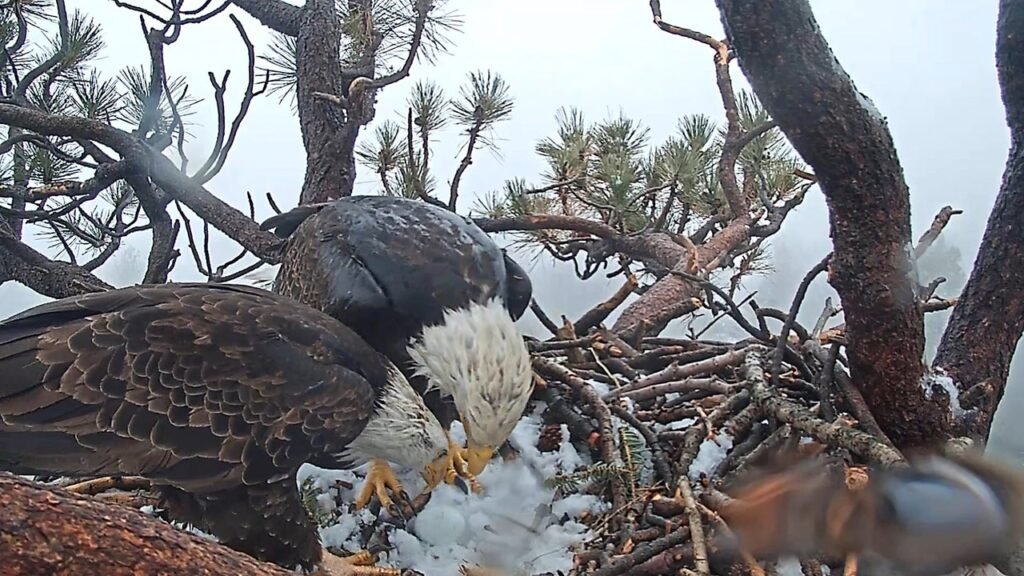 Internet-famous bald eagle Jackie is fighting for her life as donations pour in to save Big Bear habitat