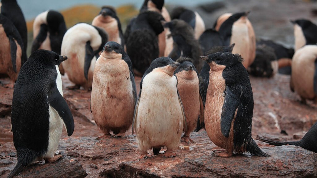 Tracking Penguin Poop from Space Reveals Antarctica’s Changing Ecosystems