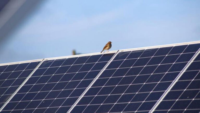 For the Birds: Solar Panels over Peatlands May Increase Avian Biodiversity
