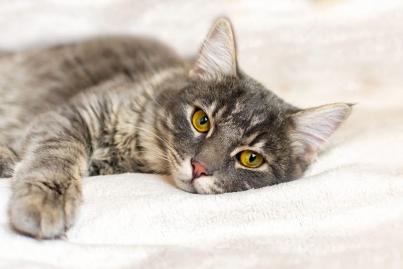 According to Vets, Most Owners Miss These Signs That a Cat is Sick