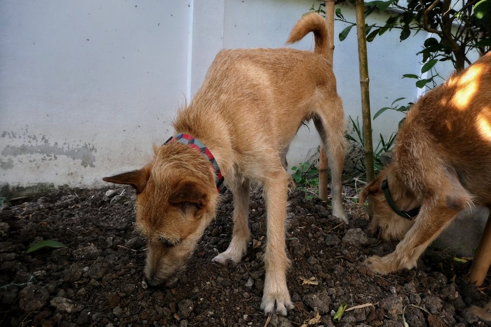 Why on Earth Do Dogs Eat Socks, Rocks, and Dirt?