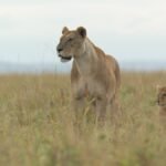 'LION': Meet Kio, The Cub At The Heart Of National Geographic's New Docuseries