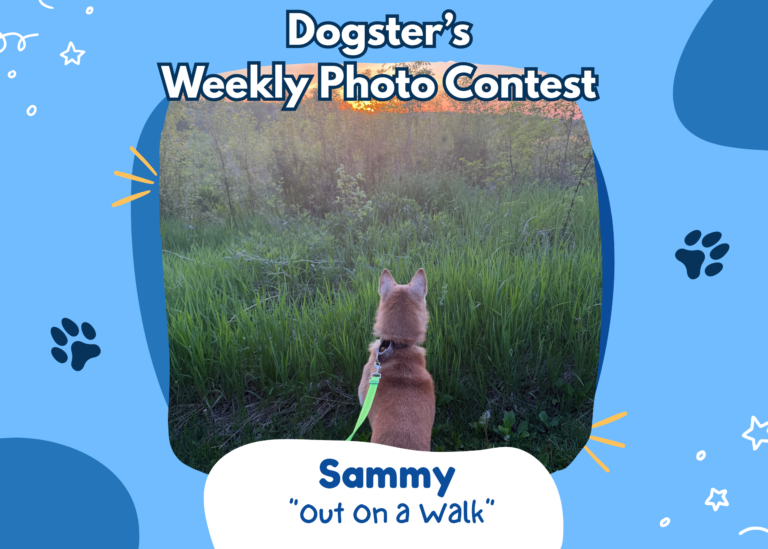 Dogster’s Weekly Photo Contest Winners: Out On a Walk (August 17, 2026)