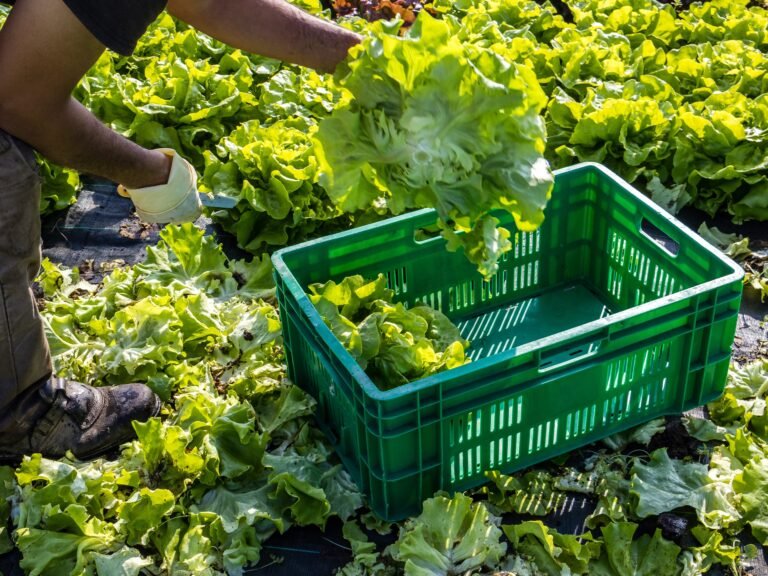 Michigan reports first 2 deaths linked to cyclospora outbreak