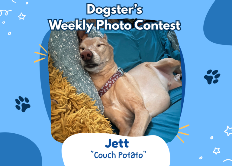 Dogster’s Weekly Photo Contest Winners: Couch Potato (August 31, 2026)