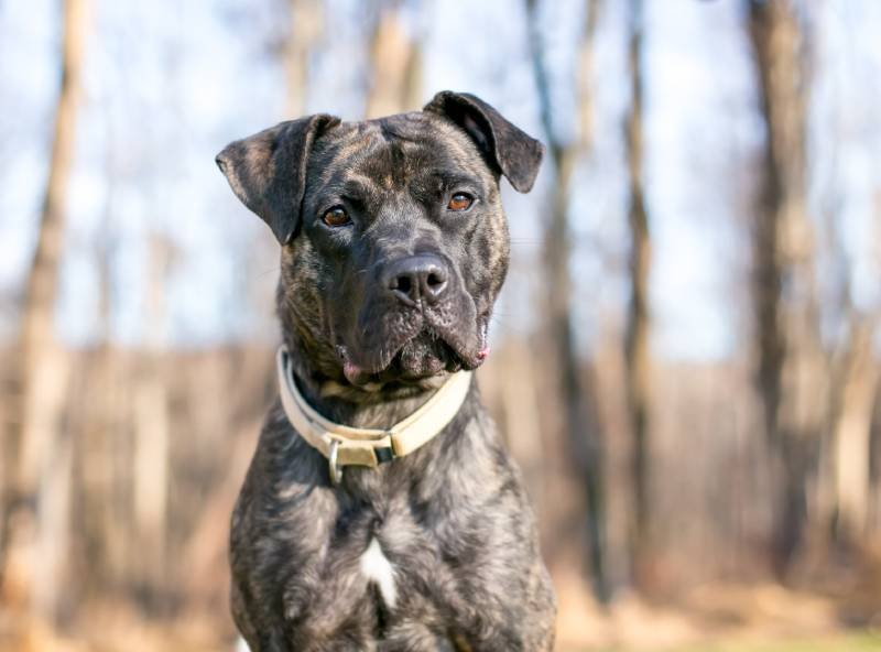 Pit Bulls, Unbanned: How One County Is Putting An End to Unreliable Breed-Specific Legislation