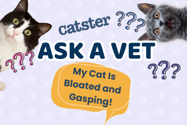 Ask Dr. Paola – HELP! My Cat Is Bloated and Gasping! (July 27, 2026)