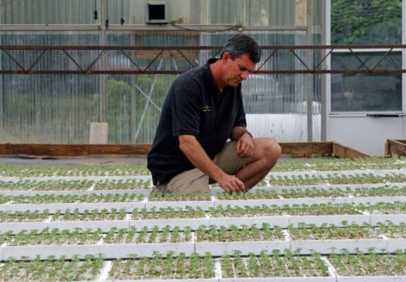 The hemp loophole has become a national intoxicant market