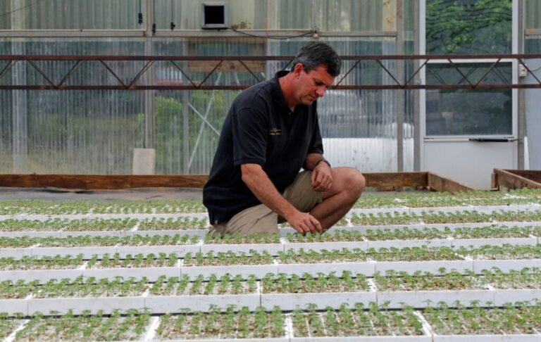 The hemp loophole has become a national intoxicant market