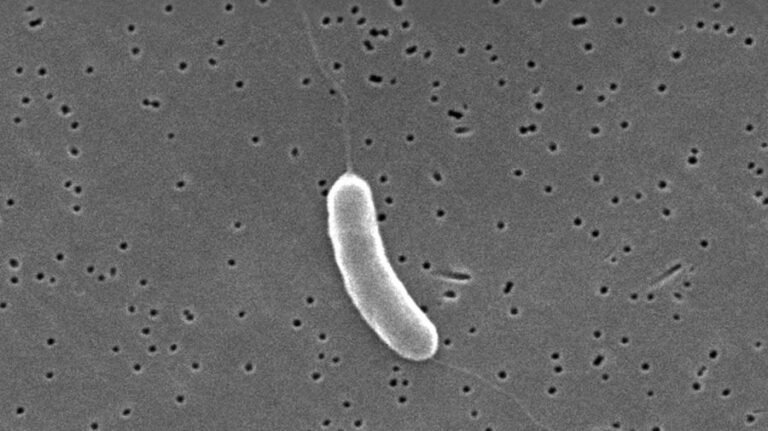 3rd person dies from flesh-eating bacteria in Florida