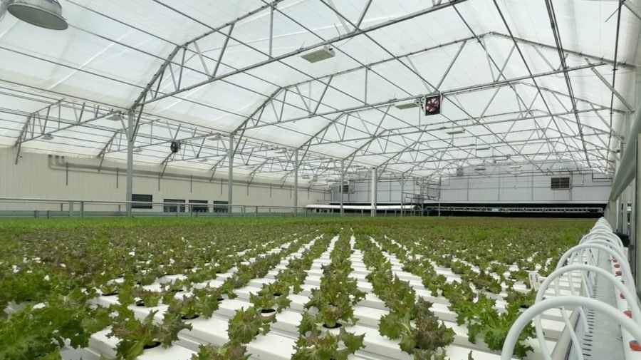 2 cyclospora deaths reported in Michigan