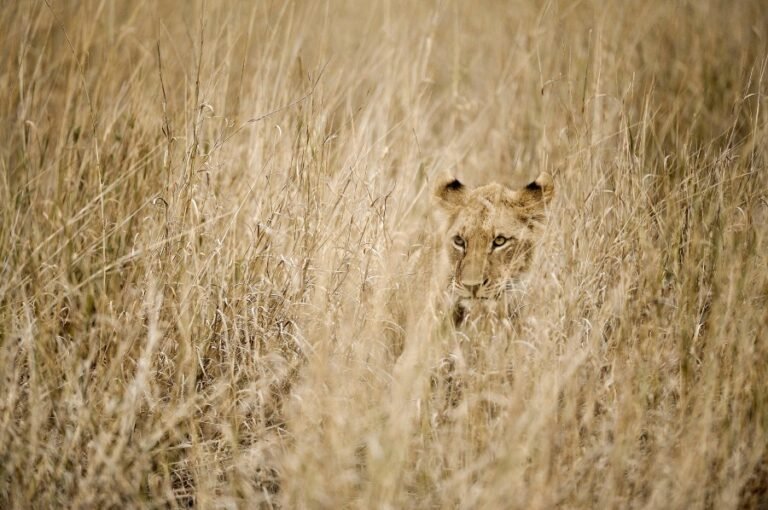 Deputies on hunt for reported lion, cub in Indiana