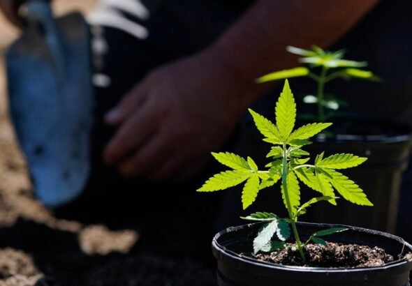 Hemp ban awaits Senate returning from break